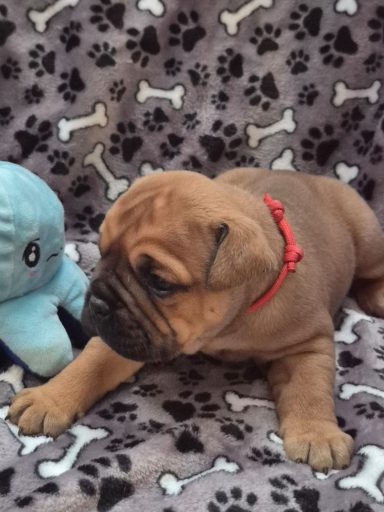 Bulldog-Welpe mit rotem Halsband neben einem blauen Plüsch-Oktopus auf einem Hintergrund mit Pfotenabdrücken.