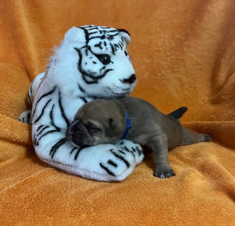 Ein Stofftiger umarmt einen welpenähnlichen Hund auf orangefarbenem Hintergrund.