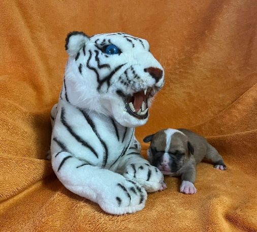 Ein plüschiger weißer Tiger mit blauen Augen neben einem kleinen Welpen.