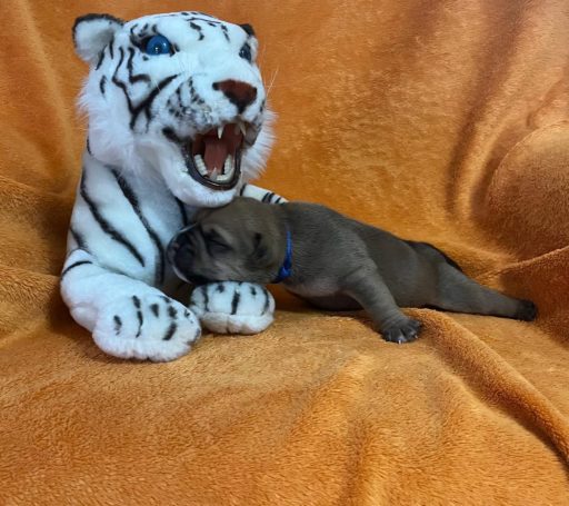 Ein Welpe liegt entspannt neben einem Plüsch-Tiger auf einem orangefarbenen Hintergrund.