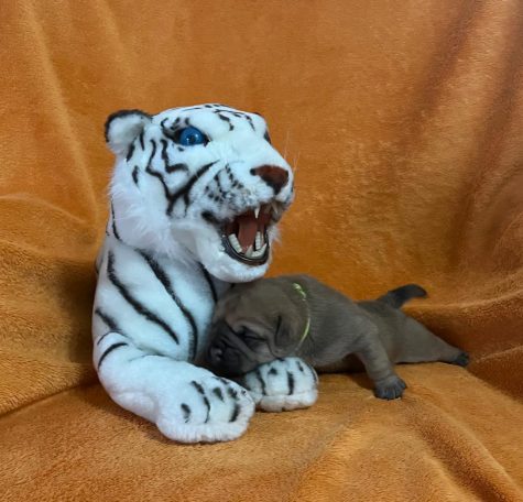 Plüsch-Tiger mit einem kleinen Welpen, der an ihm kuschelt.