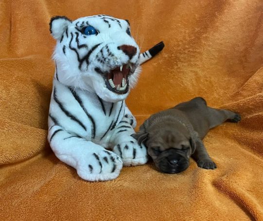 Plüsch-Tiger neben einem schlafenden braunen Welpen auf einem orangefarbenen Hintergrund.