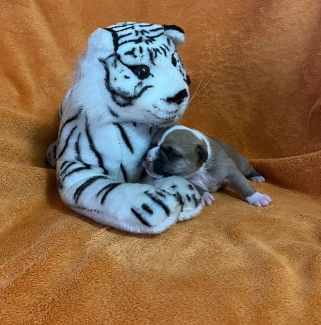 Ein Stofftiger sitzt neben einem niedlichen, kleinen Welpen.