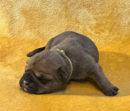 Flauschiger, schlafender Welpe auf einem gelben Hintergrund.