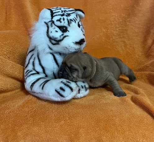 Ein brauner Welpe liegt neben einem Plüsch-Tiger auf einem orangefarbenen Hintergrund.