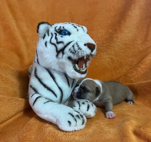 Plüschweißer Tiger umarmt einen schlafenden Welpen auf orangenem Hintergrund.